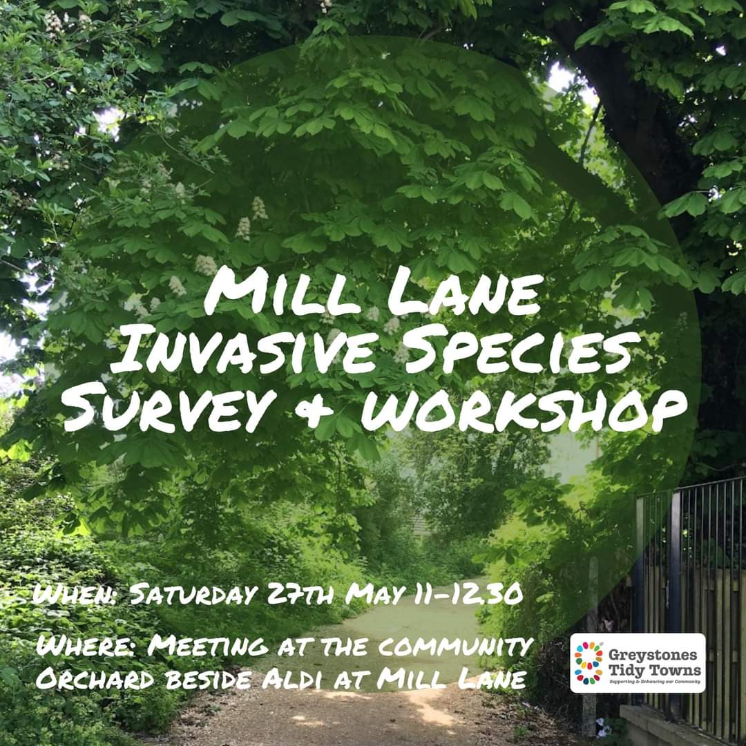 Mill Lane Invasive Species Project Greystones Tidy Towns