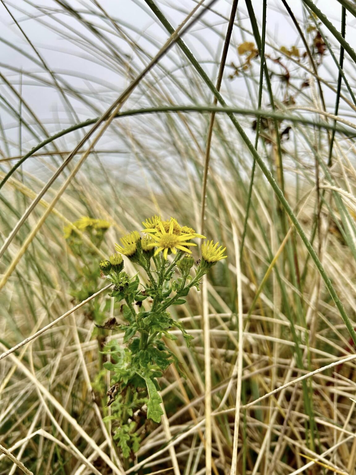 Plants in bloom at the South Beach - Greystones Tidy Towns