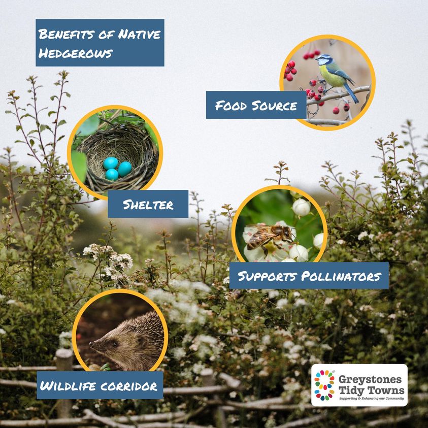 Benefits of native hedgerow