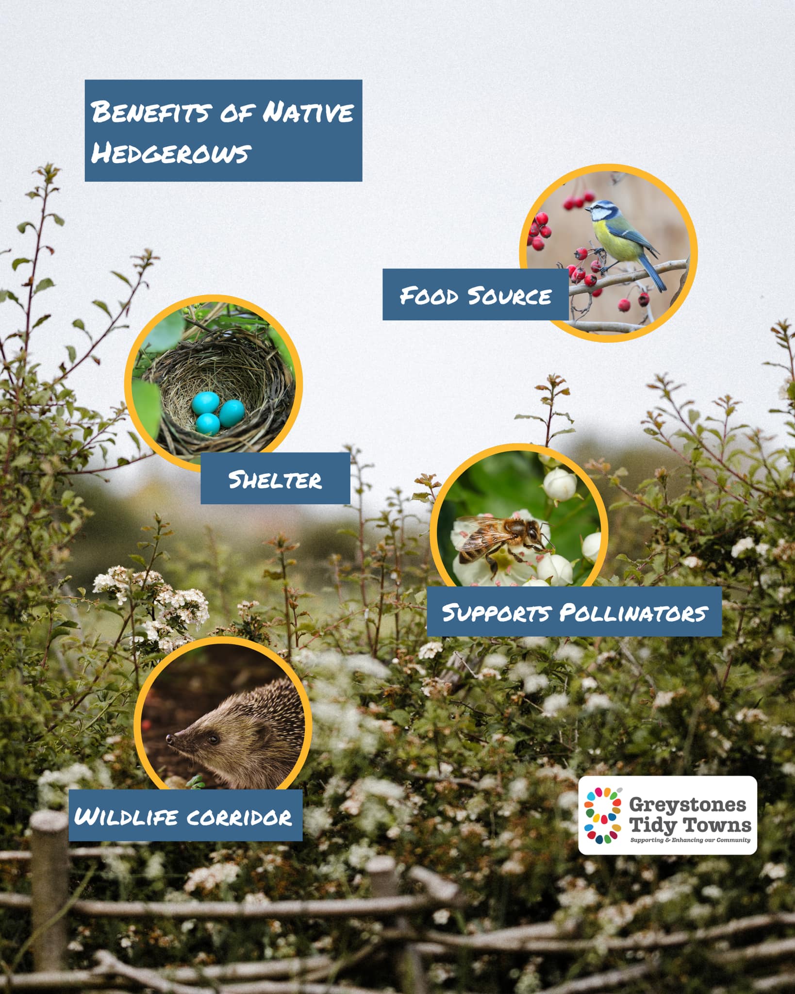 Image shows a hedgerow in full bloom with inset images featuring themes of hedgerows as a food source, shelter, wildlife corridor and pollinator supporter.